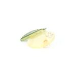 Alexandre de Paris Druckspange ACIDULÉ Citron 4,5cm atb 18733 04j 0 (4)