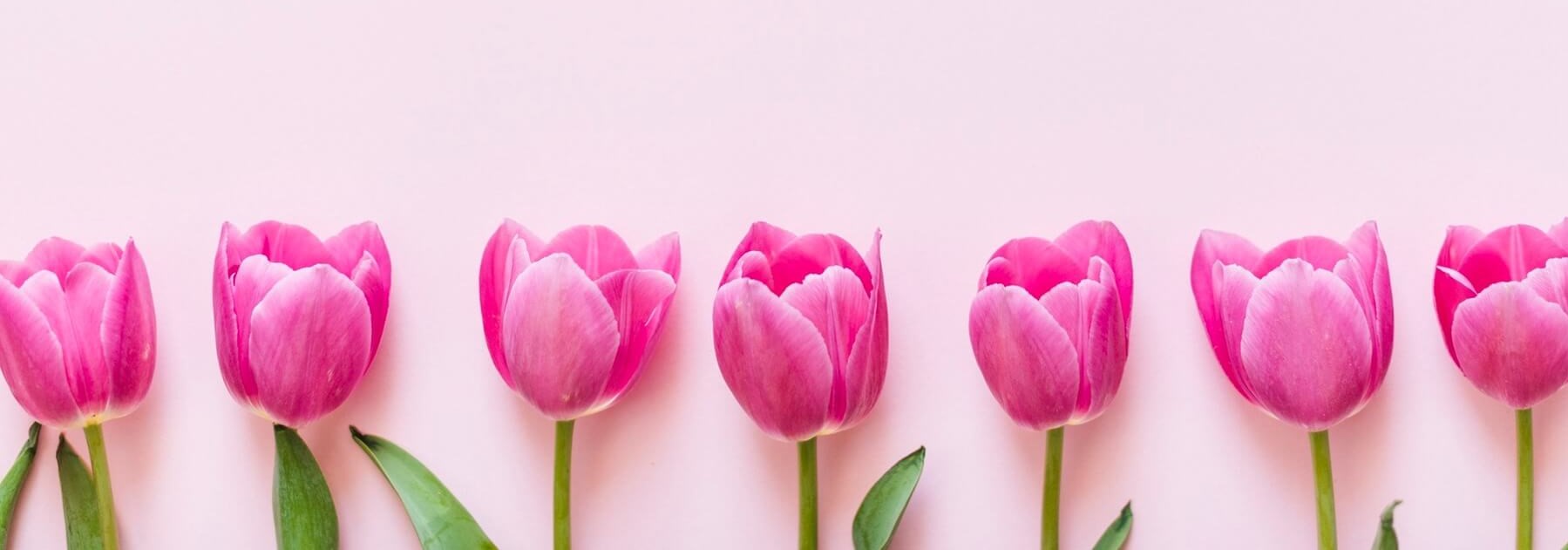 decorative-colorful-tulip-flowers